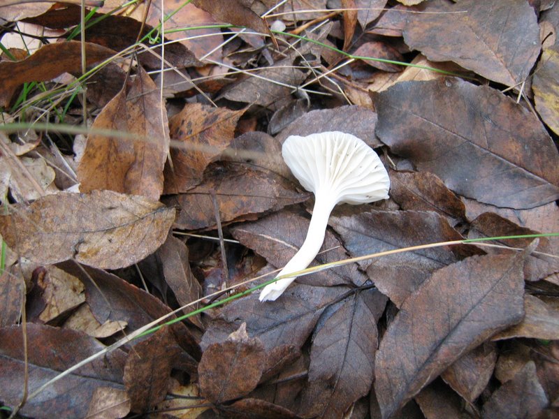 Funghi dalla Castellina